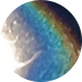 Paint Colour